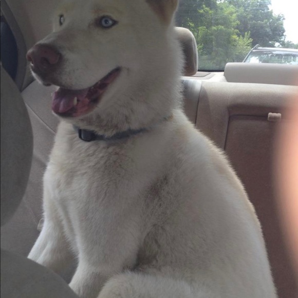 Meet your Posher, Dougie - Picture 1 of 1